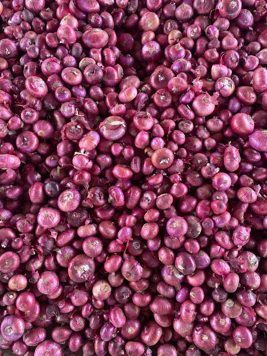 Onions — Fresh & Dehydrated