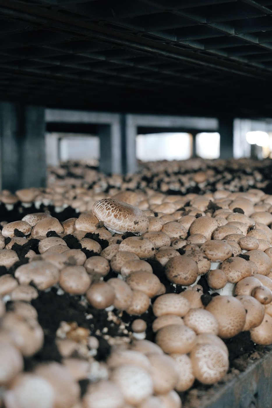 Fresh Culinary Mushrooms